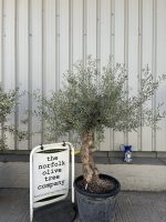 Charming gnarled Olive tree
