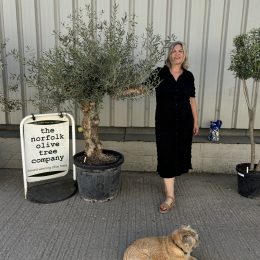 Charming gnarled Olive tree