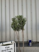 Architectural Olive tree