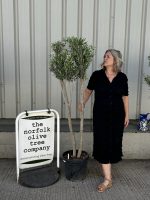 Architectural Olive tree