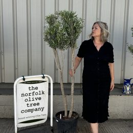 Architectural Olive tree