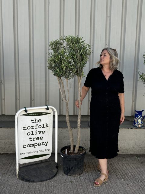 Architectural Olive tree