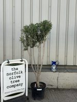 Architectural Olive tree