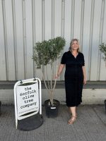 Architectural Olive tree