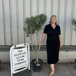 Architectural Olive tree