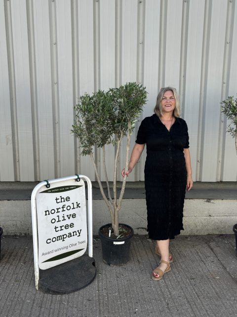 Architectural Olive tree