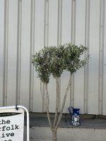 Architectural Olive tree