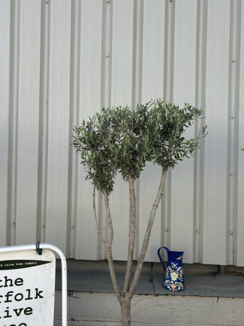 Architectural Olive tree