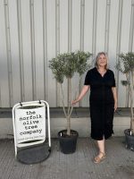 Architectural Olive tree