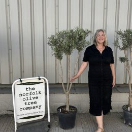 Architectural Olive tree