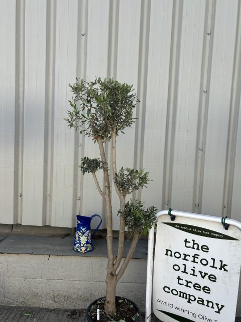 Architectural Olive tree