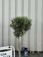 Multi-stem Olive tree