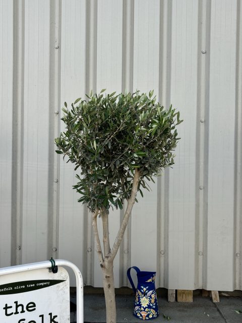 Multi-stem Olive tree