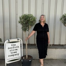 Multi-stem Olive tree. Free delivery.