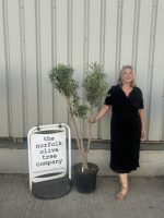 Multi-stem Olive tree