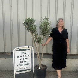 Multi-stem Olive tree