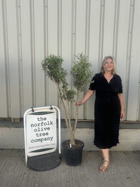 Multi-stem Olive tree