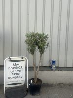 Multi-stem Olive tree
