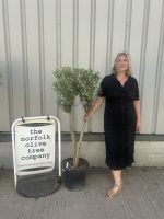 Multi-stem Olive tree