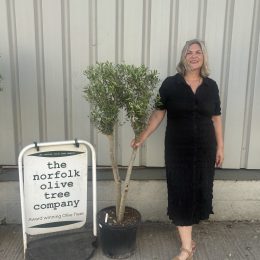 Multi-stem Olive tree