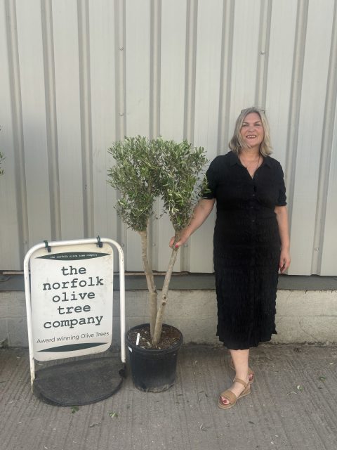 Multi-stem Olive tree