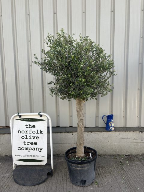 Arbequina olive tree