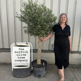 Arbequina olive tree