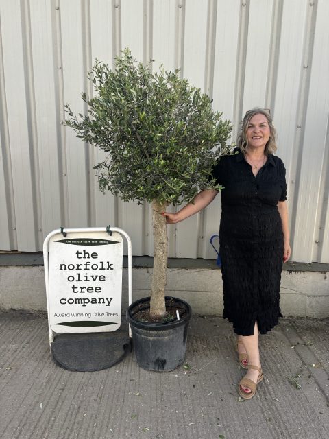 Arbequina olive tree