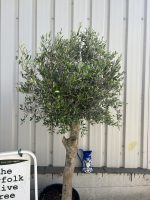 Arbequina olive tree