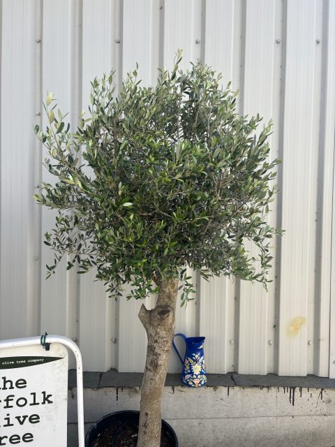 Arbequina olive tree
