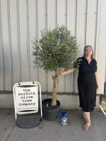Arbequina olive tree