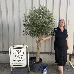 Arbequina olive tree