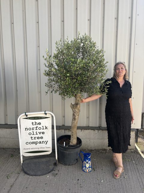 Arbequina olive tree