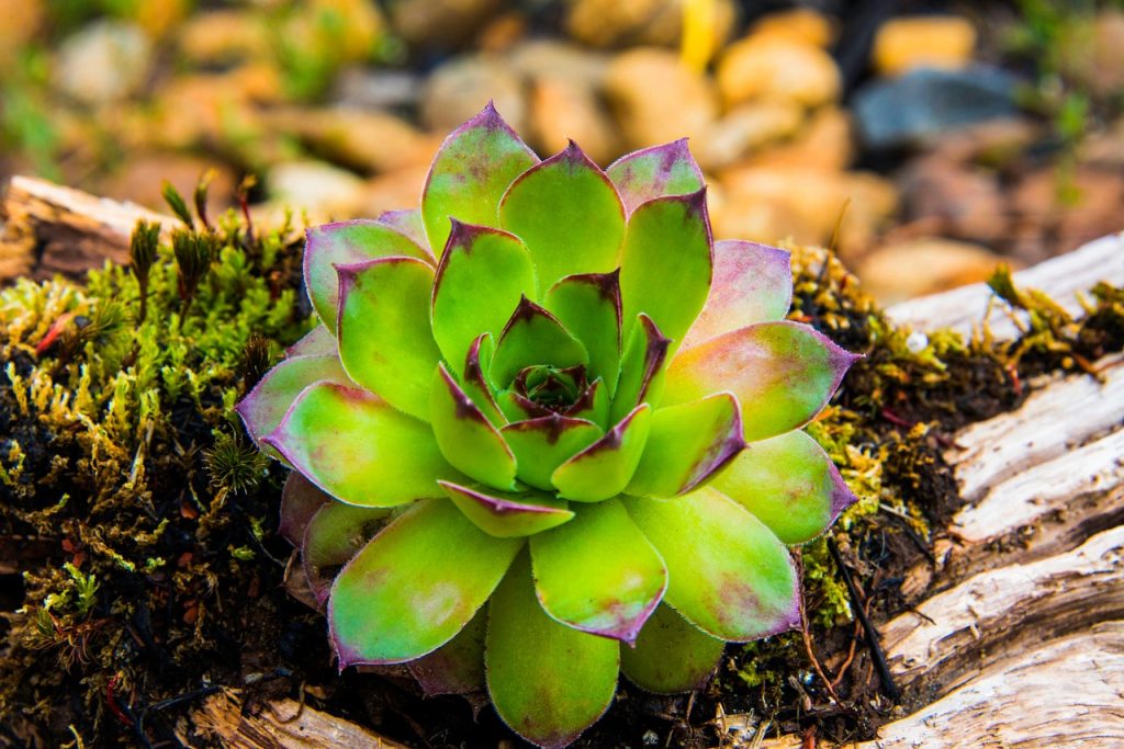 Mediterranean garden plants UK