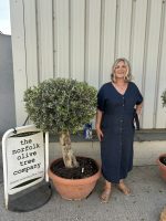 Olive Tree - Topiary Ball Shaped