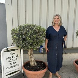 Olive Tree - Topiary Ball Shaped