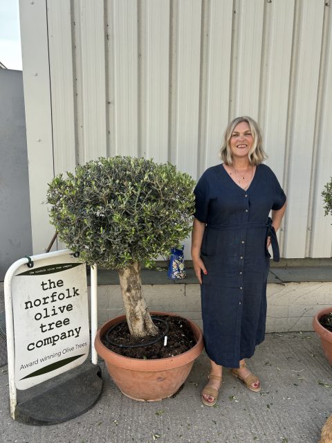 Olive Tree - Topiary Ball Shaped