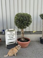 Olive Tree - Topiary Ball Shaped