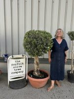 Olive Tree - Topiary Ball Shaped