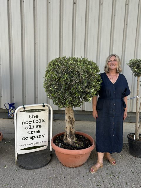 Olive Tree - Topiary Ball Shaped