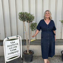 Multi-stem Olive tree