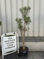 Multi-stem Olive tree