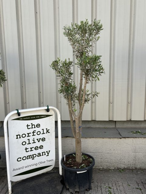 Multi-stem Olive tree