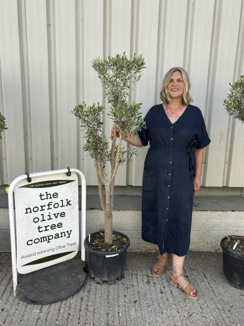 Multi-stem Olive tree