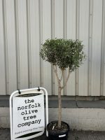Multi-stem Olive tree