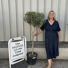 Multi-stem Olive tree. Delivery included.