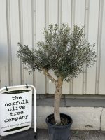 Vase shaped Olive tree