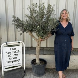 Vase shaped Olive tree delivery included