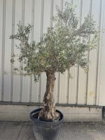 Gnarled Olive Tree