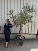 Gnarled Olive Tree